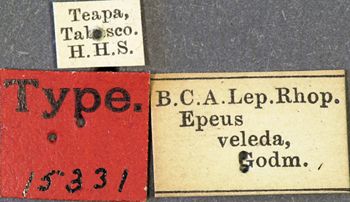 Media type: image;   Entomology 15331 Aspect: labels